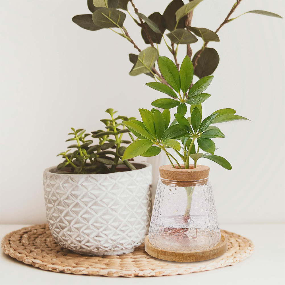 Propagation Station Vase - 2 Adet Cam Hidroponik Vazo Volkanik