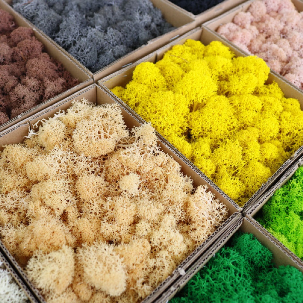 Ebedi Yaşam Yosun DIY El Sanat - Sphagnum Moss Dry incelemesi ve fiyatı