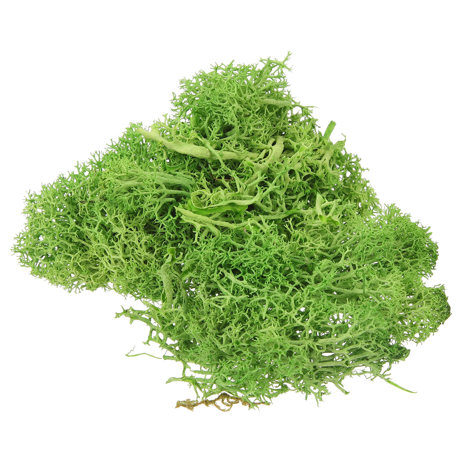 Kahverengi Sphagnum Peyzaj Yap - Sphagnum Moss Dry incelemesi ve fiyatı
