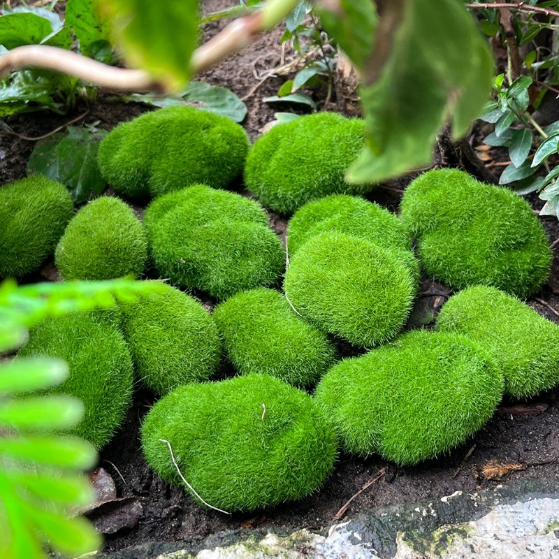 5/30 adet Simülasyon Yosun Taş - Sphagnum Moss Dry incelemesi ve fiyatı