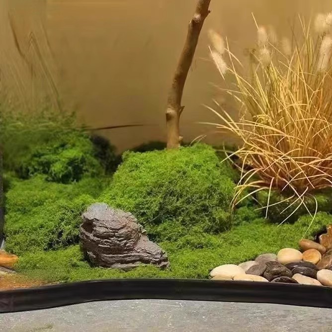 200g Ebedi Yaşam Yosun DIY El  - Sphagnum Moss Dry incelemesi ve fiyatı