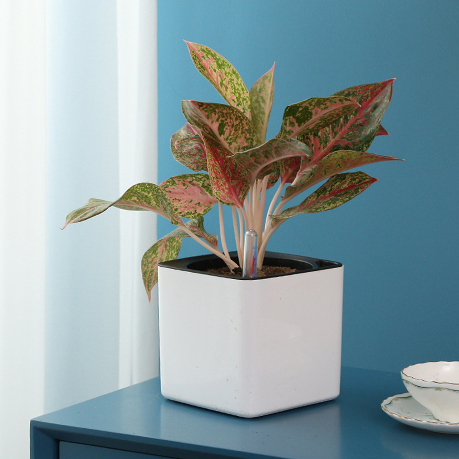 3 boyutu Tembel saksı Yeşil Bi - Self Watering Insert incelemesi ve fiyatı