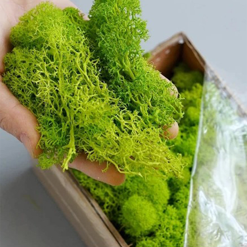 100/200/500g Ebedi Yaşam Yosun - Sphagnum Moss Dry incelemesi ve fiyatı