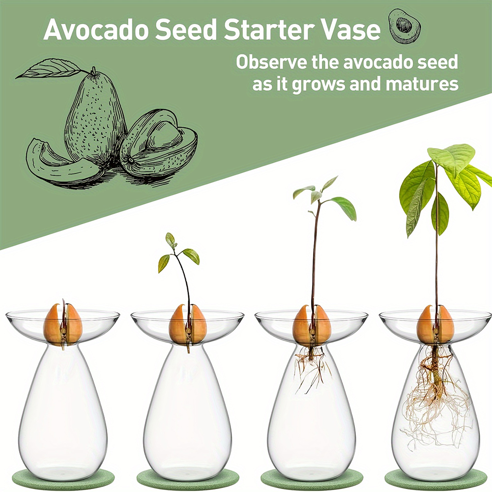 Avokado Çekirdeği Başlangıç ​​ - Propagation Station Vase incelemesi ve fiyatı
