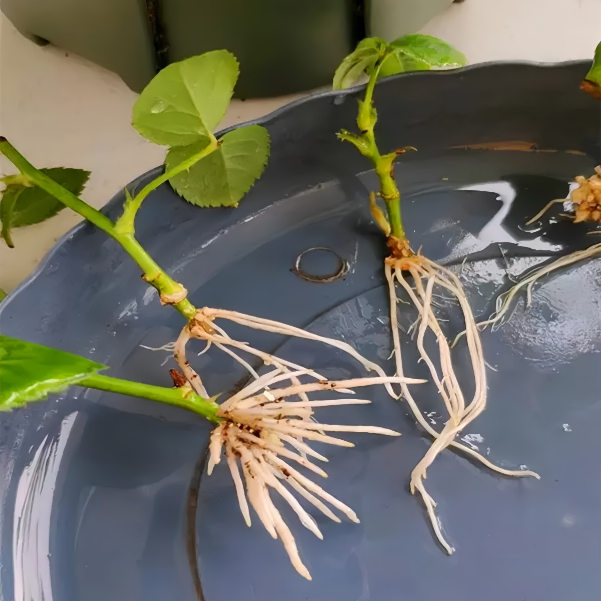 3-indolasetik Asit IAA Auxina  - Rooting Hormone Powder incelemesi ve fiyatı