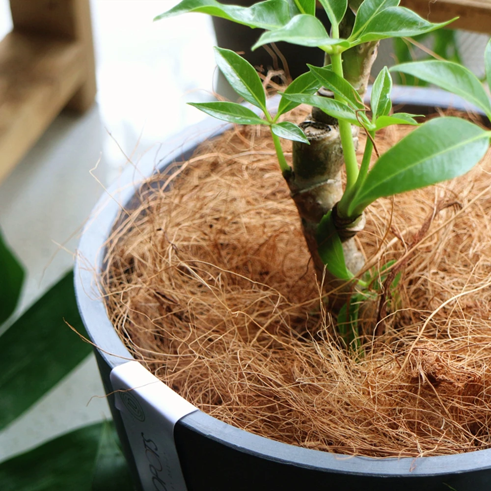 Doğal hindistan cevizi kabuğu  - Sphagnum Moss Dry incelemesi ve fiyatı