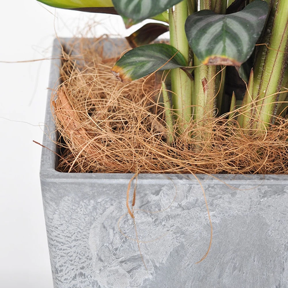 Doğal hindistan cevizi kabuğu  - Sphagnum Moss Dry incelemesi ve fiyatı