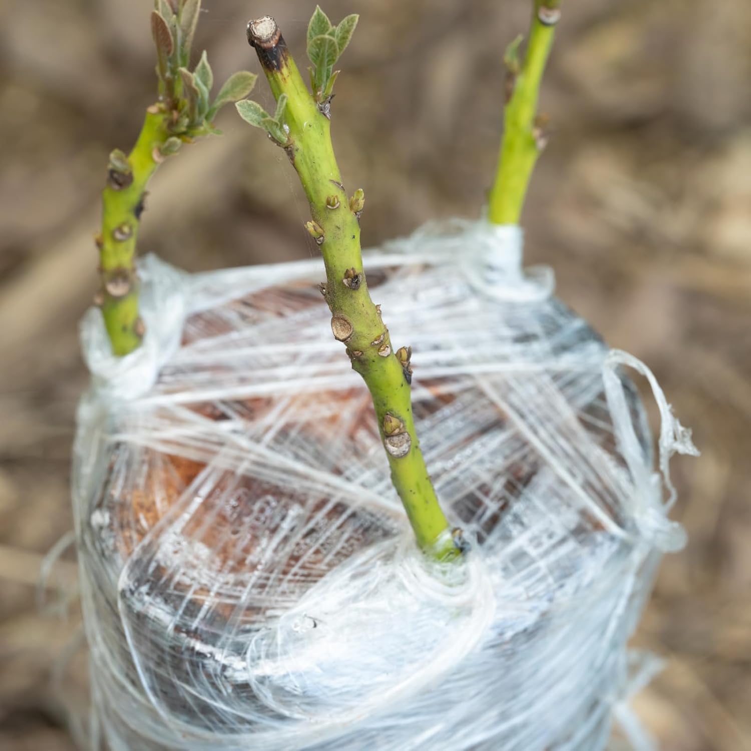 Çevre Dostu Biyobozunur Aşılam - Rooting Hormone Powder incelemesi ve fiyatı
